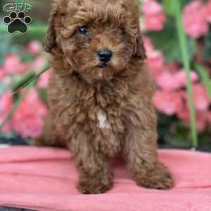 Tiny, Mini Goldendoodle Puppy